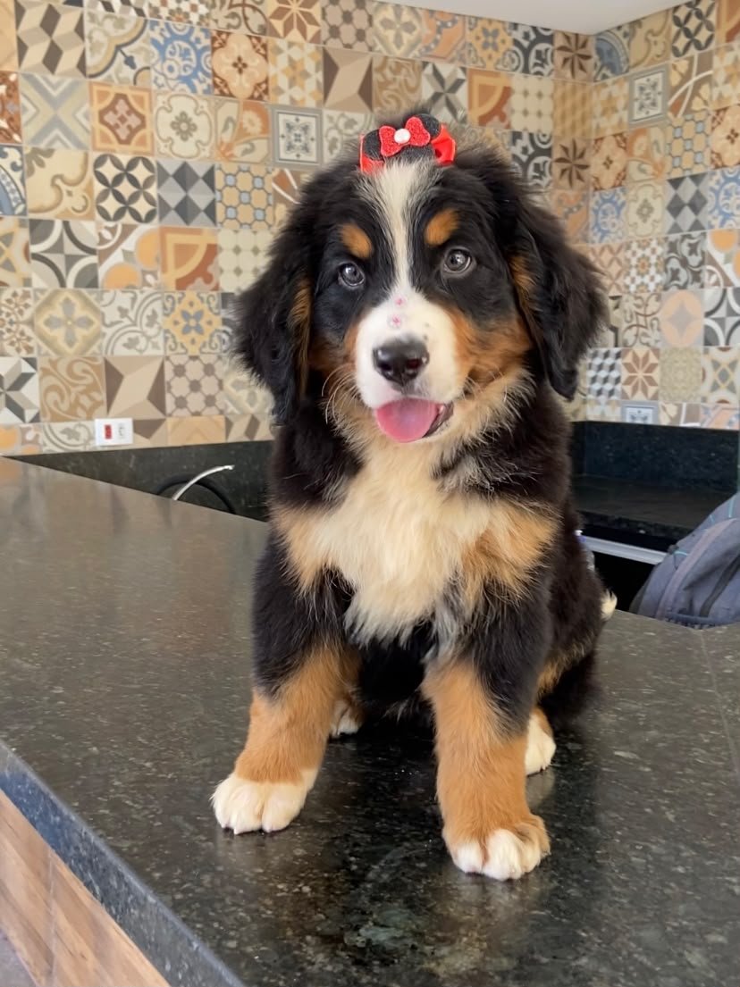 Bernese Mountain Dog