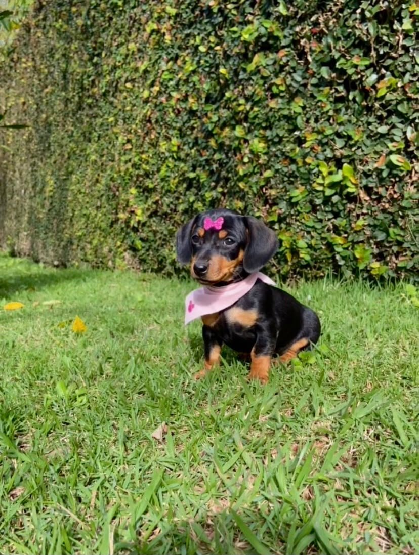 Dachshund (Salsicha) Miniatura