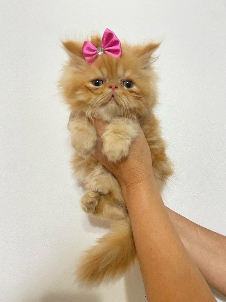 Gato Persa