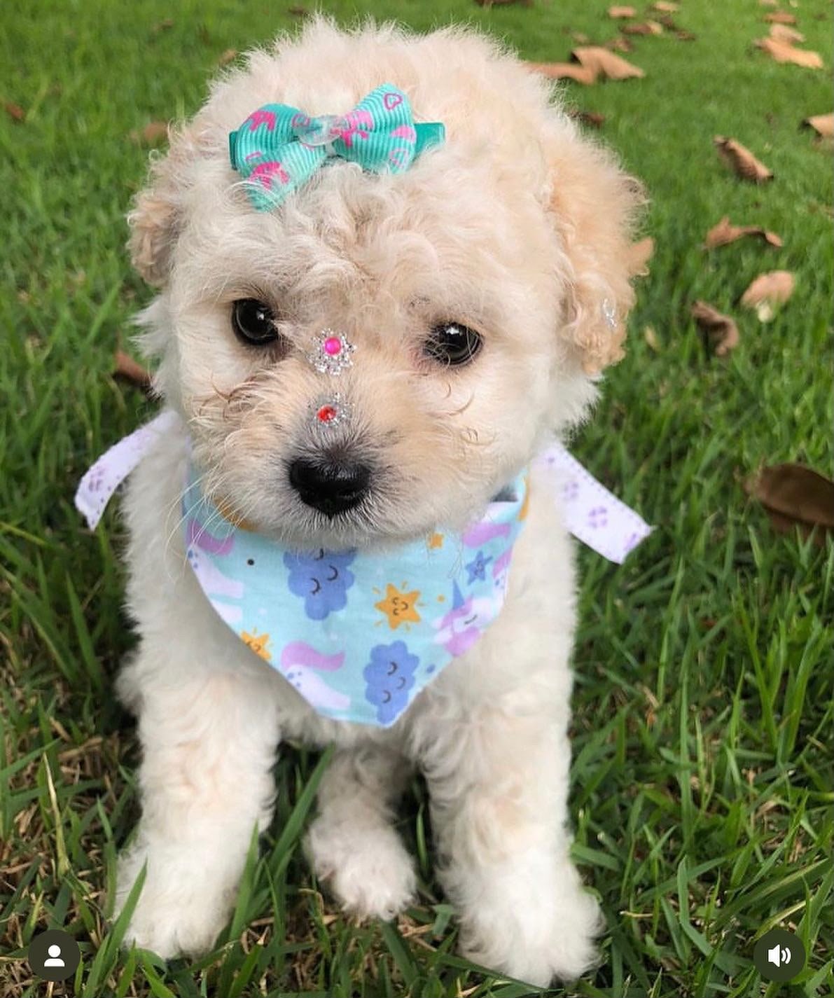 Poodle Toy