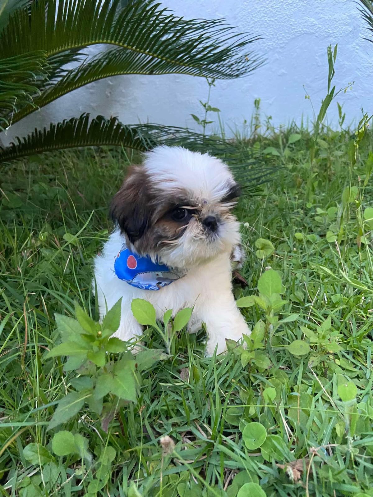 Shih Tzu