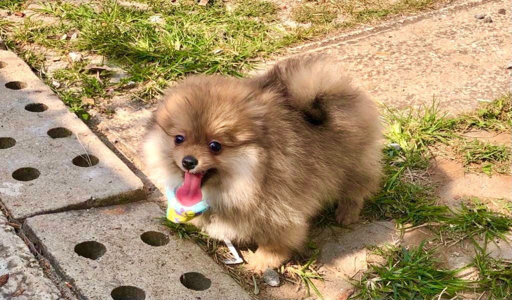 Spitz Alemão (Lulu da Pomerânia)